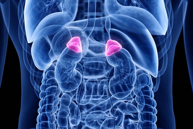 Understanding Cortisol
